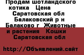 Продам шотландского котика › Цена ­ 2 500 - Саратовская обл., Балаковский р-н, Балаково г. Животные и растения » Кошки   . Саратовская обл.